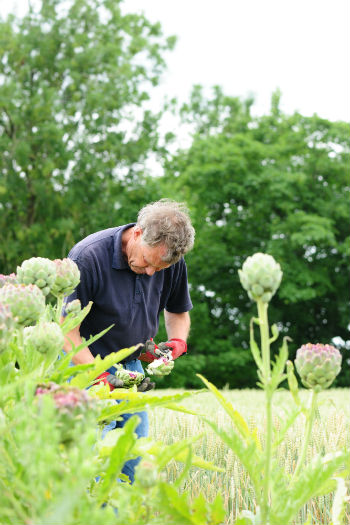 Artisjok in de tuin tips en trucs